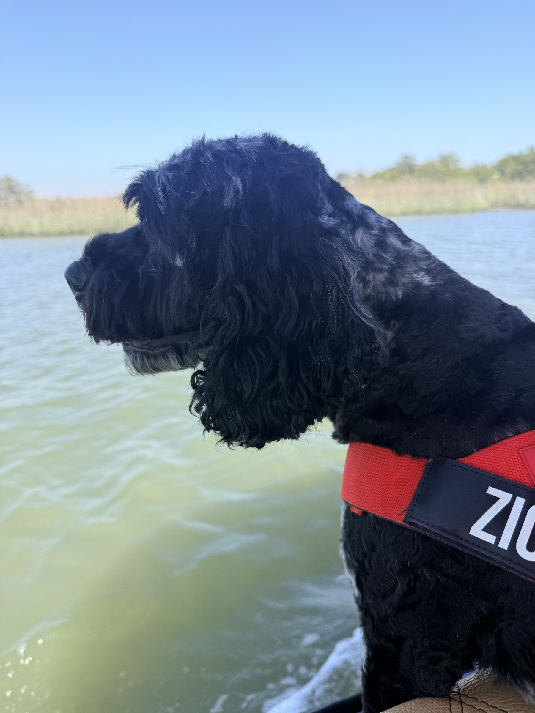 A curly black pup in a red life vest enjoying the ride through the marsh