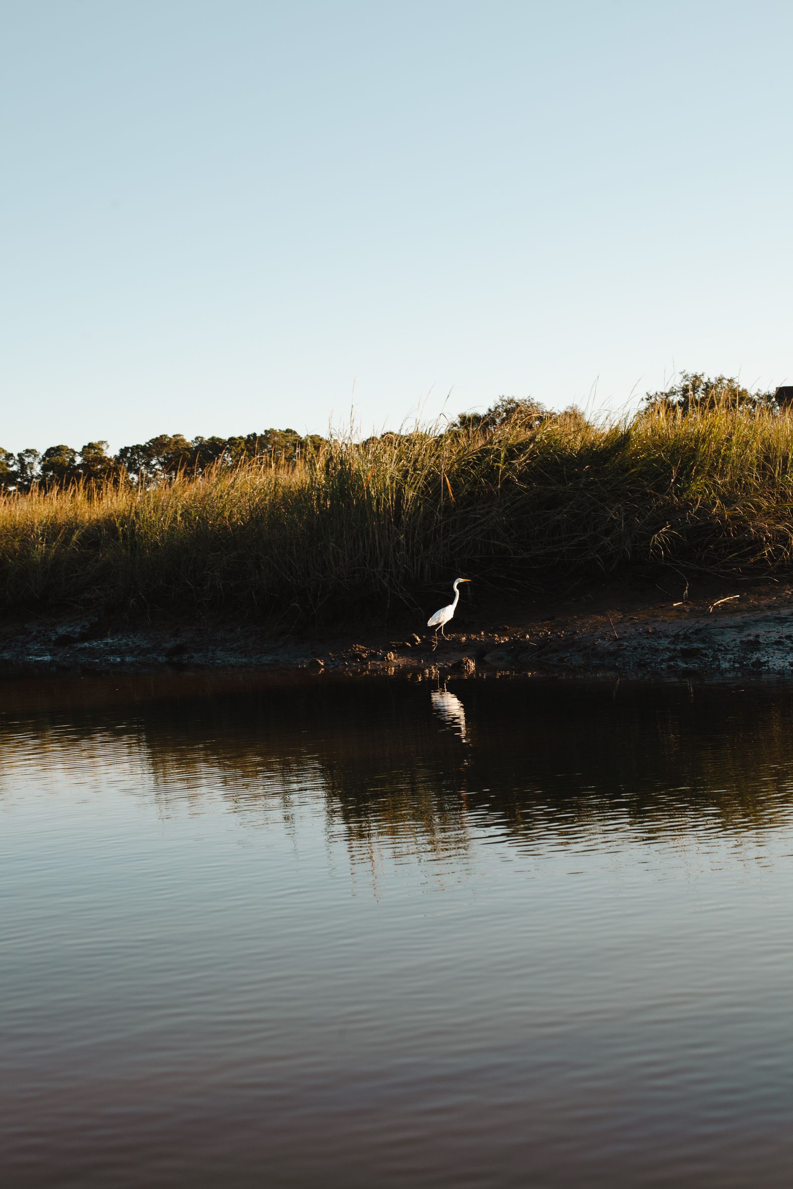 A great egret at the edge of the golden salt marsh, seen from the quiet electric boat