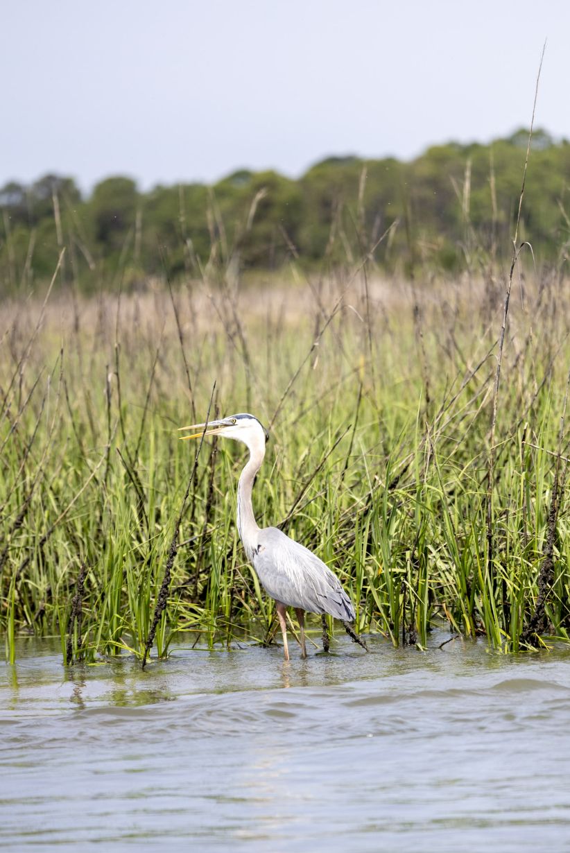 A great blue heron wading in the spartina grass along a tidal creek