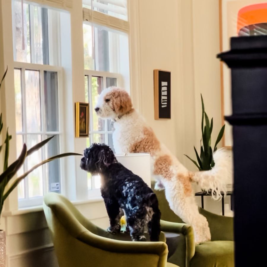 The family's two pups standing on green velvet chairs, watching out the front window